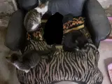 Kattekilling