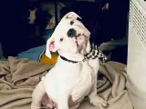 Haster Olde English bulldog 6 mdr - 3