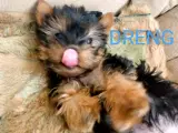 Miniature Yorkie-hund, 11 uger gammel. - 2