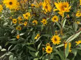 30 flerårig Øko stauder - unikke blomster