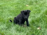 Patterdale Terrier hvalpe sælges