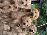 Ægte Golden Retriever han hvalp - 4