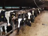 8  lavdrægtige SDM kvier sælges   