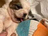 Shih Tzu hvalpe - drenge - 5