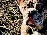 Olde English bulldog 6 mdr - 5