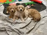 Mini Golden Doodle rejse klar nu - 5