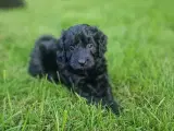 Mini Puddelblanding