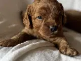 Smukke Cavapoo hvalpe  - 2
