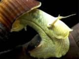 Gule sulawesi elefant snegle