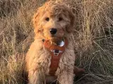 Goldendoodle hvalpe