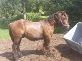 1 årig Jyskhest hingst sælges - 2