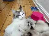 Ragdoll killinger  - 4