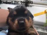 Perfekte rottweiler hvalpe (klassens bedste) - 3