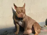 American pocket bully tæve
