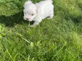Malteser mini/toy hvalpe - 2