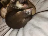  Chihuahua  - 5