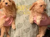 Cavapoo piger
