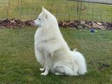 Avlsgodkendt gammel dansk spids hanhund - 4