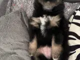 Pomeranian hvalpe - 3