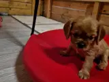 Cavalier King Charles - 2