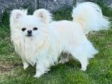 Chihuahua dreng til avl