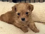 Maltipoo   - 2