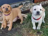 Labradorhvalpe med stamtavle