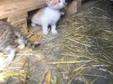 Katte killinger