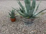 Agave 4 stk til salg - 2