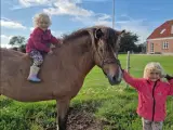 Sød hygge klap hest 