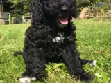 Labradoodle hvalpe 8F7B - 4