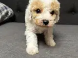 Cavapoo hvalpe  - 5