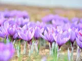 Safrankrokus – “Crocus Sativus” løg - 2