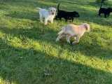 Hundehvalpe - 5