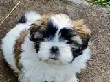 Allergivenlig Shih Tzu hvalpe - 4