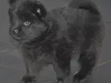 Eurasier hvalpe