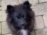 Pomeranien/Papillon blandling 