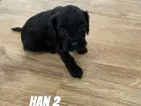 F1 cavapoo hvalpe  - 4