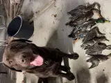 Brun labrador - 3