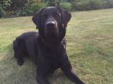 Sort labrador Formel 1 tilbydes til avl - 5