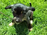 Chinese crested/powder puff drenge med DKK stambog - 2