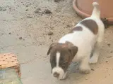 Jack Russell hvalpe  - 5