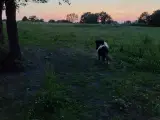 Shetlænder/ pony købes