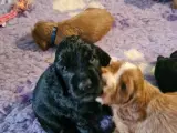 Engelsk Cocker Spaniel  - 3