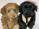 Bichon Havanaise Hvalpe