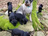 Mellem schnauzer hvalpe - 3