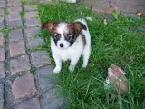 Papillon