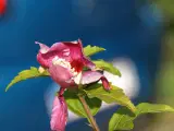 Syrisk Rose / Hibiscus syriacus