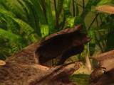 Neolamprologus Multifasciatus Cichlider