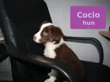Border Collie hvalpe - 4